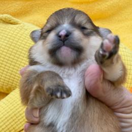 Harper 1550 - Tri-colored female Pomeranian puppy in Douglas, Georgia from Heartland small breeds