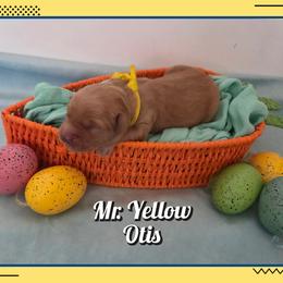 Otis - Dark golden male Golden Retriever puppy in Driggs, Idaho from SK Golden Retrievers