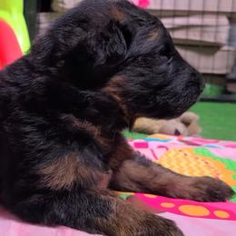 Wilder - Blue Collar - Black and red male German Shepherd puppy in Charlotte, North Carolina from Zuflucht K9s