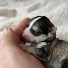 Payette - Black and white female Pomsky puppy in Rathdrum, Idaho from Smart Pomskies and Frenchies