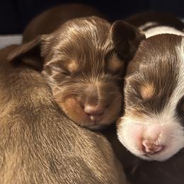 Dachshunds from Willow’s Legacy