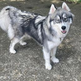 Gerberian Shepsky and Siberian Husky All Grown Up from Bransford Paw Pack