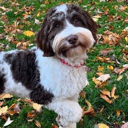 Tank - Australian Labradoodle
