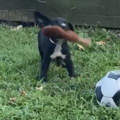 Mountain Cur Puppies from Walnut Ridge Mountain Curs
