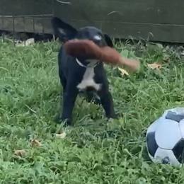 Mountain Cur Puppies from Walnut Ridge Mountain Curs