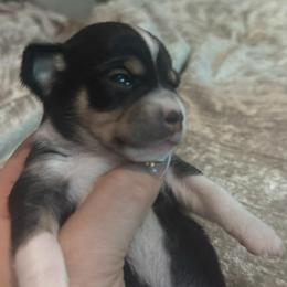 Boy 3 - Black and white male Chihuahua puppy in Lees Summit, Missouri from Divine K9s LLC