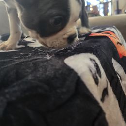 Boston Terrier Puppies from Aronow pups