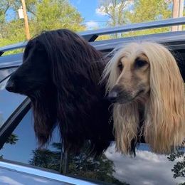 Afghan Hounds from Jerry's Afghan Hounds
