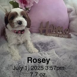 Cavapoo Puppies from Cavapoo Lovebugs