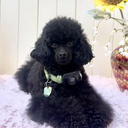 Sammie - Poodle
