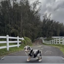 Lux - Blue merle male Miniature American Shepherd puppy in Kamuela On The Big Island, Hawaii from Royal Hawaiian Aussies LLC