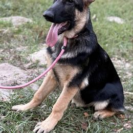 Kimmy - Black and tan female German Shepherd puppy in Florida from Best Shepherds