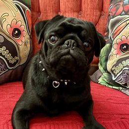 Diesel - Black male Pug puppy in Ferrum, Virginia from Menagerie Magnifique Pugs & Boston Terriers