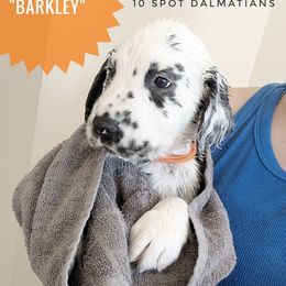 Barkley- orange - White and black male Dalmatian puppy in Hiawatha, Iowa from 10 Spot Dalmatians