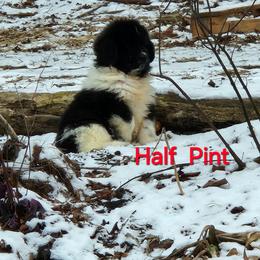 Half Pint - White and black female Newfoundland puppy in Honey Grove, Pennsylvania from Heinrich Family Newfoundlands