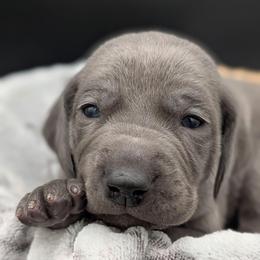 Calvin - Blue male Weimaraner puppy in Evart, Michigan from Drehbar Weimaraners
