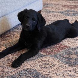 Scarlett-Black Beauty - Black female Labradoodle puppy in Churchill County Fallon, Nevada from Card Family Ranch