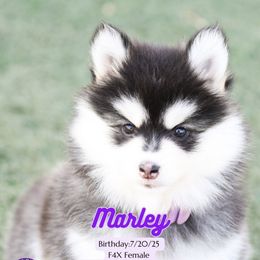 Marley 13-15 lbs - Brown Eyes - Black and white female Pomsky puppy in Hurleyville, New York from My Crazy Pomskys