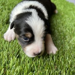 Daizy - Black tri female Miniature American Shepherd puppy in Troy, Ohio from Wiggle Wags Miniature American Shepherds