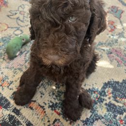 Goldendoodle Puppies from Daisy Mae Doodles