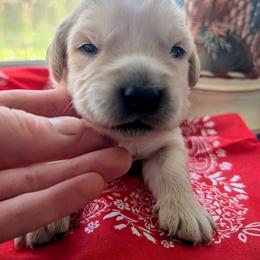 Cash - Dark golden male Golden Retriever puppy in Colville, Washington from Rosehaven Homestead