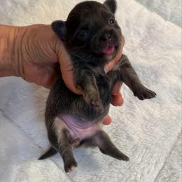 Blue girl 7,500 - Blue and tan female Chihuahua puppy in Summerfield, Florida from Uey’s Chihuahuas