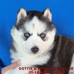 DOTTIE'S FEMALE 4 - Black and white female Siberian Husky puppy in Manilla, Iowa from Bruck's Siberian Huskies