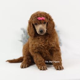Ruby (AKC Intense Red Poodle Female) - Red  female Poodle puppy in Republic, Missouri from Red Skye Puppies