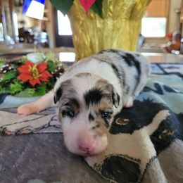 Ginger - Blue merle female Border Collie puppy in Morgan, Texas from Shooting Star Ranch
