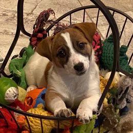 Jack Russell Terrier puppies from Shelby Burleson's Golden Retrievers and Jack Russell Terriers