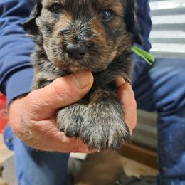 Axel green collar - Chocolate merle male Bernedoodle puppy in Lafayette, Alabama from Williams Lake Doodles