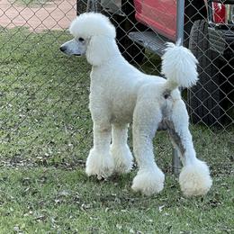 Bentley - Poodle