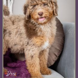 Buzz - Merle male Bernedoodle puppy in Connersville, Indiana from Deaz Doodle Ranch