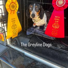 Dachshund Puppies from The Greyline Dogs