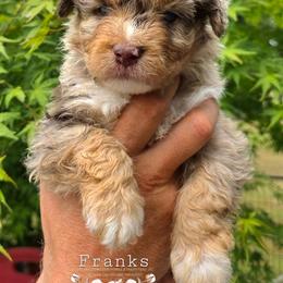 Franks - Brown merle male Aussiedoodle puppy in Vinemont, Alabama from Cotton Country Kennels