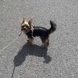 Yorkshire Terriers from The Dior Line