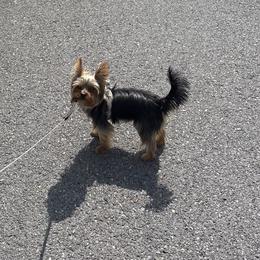 Yorkshire Terriers from The Dior Line
