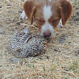 Brittany Puppies from Buster Pointe Brittanys