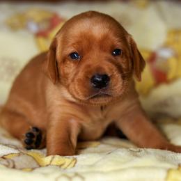 Bristol - Yellow female Labrador Retriever puppy in Twin Falls, Idaho from Whispering White Pines Labradors