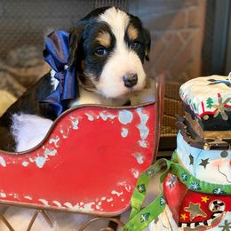 Bernedoodle and Goldendoodle Puppies from Dawg'on Doodles