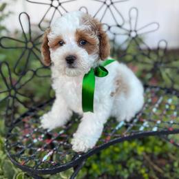 Midnight - Parti male Goldendoodle puppy in Herriman, Utah from Gypsi Doodles & Poodles LLC.