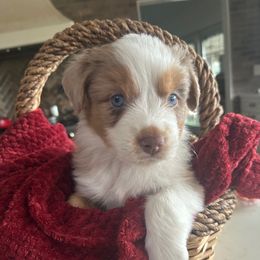 Ginger - Red merle female Miniature Australian Shepherd puppy in Shingle Springs, California from Dream Dog Mini Aussies