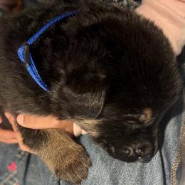 Boy 1 - Black and red male German Shepherd puppy in Rolesville, North Carolina from Ransomshire Shepherds