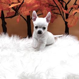 Chihuahua and Dachshund Puppies from Dachshund Family Love Breeders