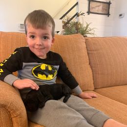 Goldendoodle Puppies from Blue Valley Goldendoodles