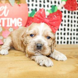 Dixie - Red female Cocker Spaniel puppy in Rattan, Oklahoma from Double M Cocker Spaniels
