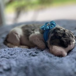 Aussiedoodle Puppies from Kiki’s Doodles