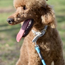 Boy 6 - Poodle puppy in Grimsley, Tennessee from Above Standard Poodles