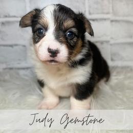 Judy Gemstone - Black and tan female American Corgi puppy in Greenwood, Indiana from Witch Creek Corgis