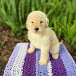 Sugar - Cream female Goldendoodle puppy in Atlantic Beach, Florida from Glamorous Golden Doodles